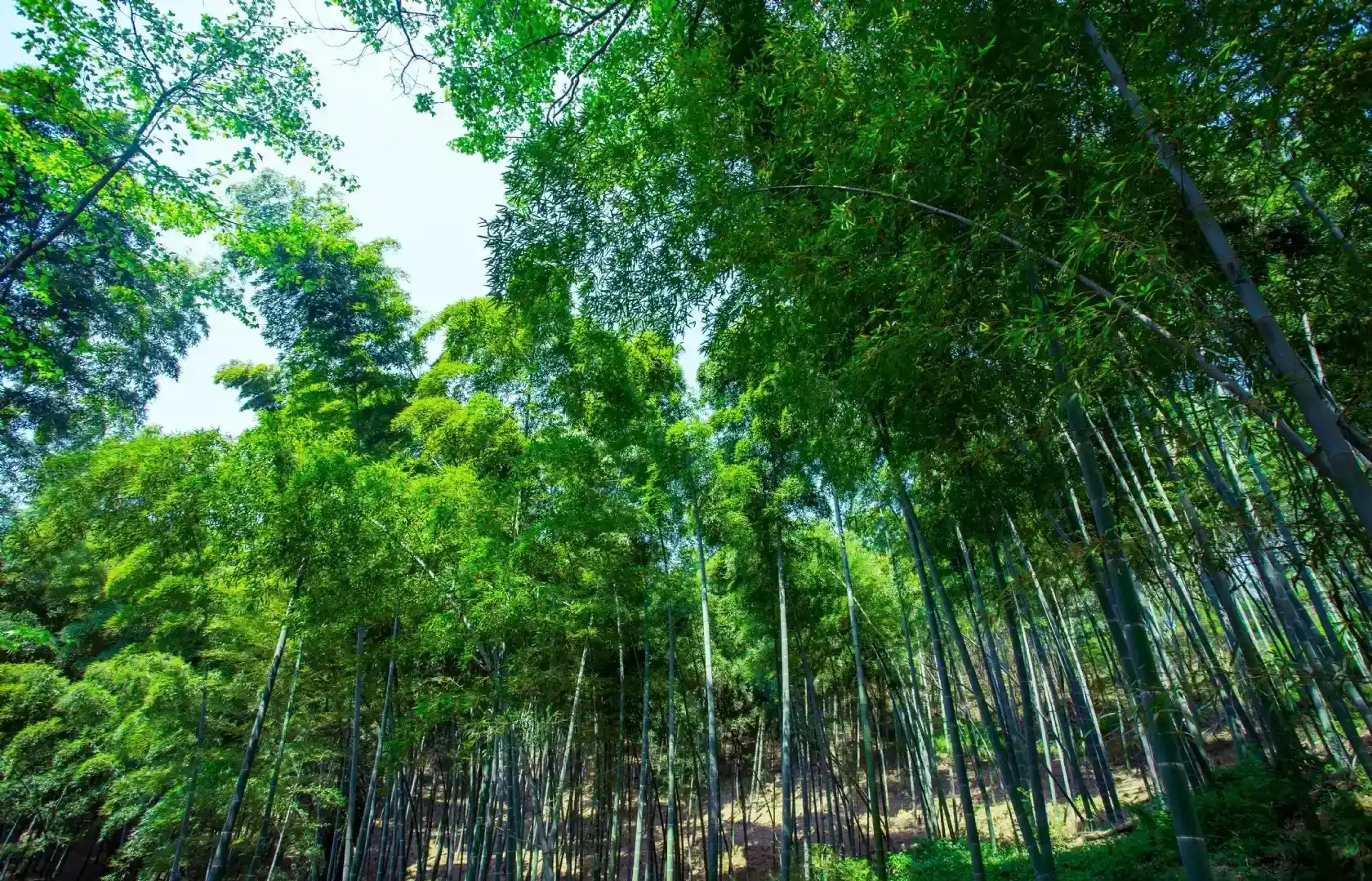FSC Certified Bamboo Plantation